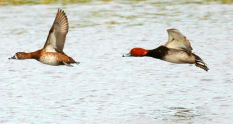 Two mostly white ducks with red or brown heads flying one in front of the other over water