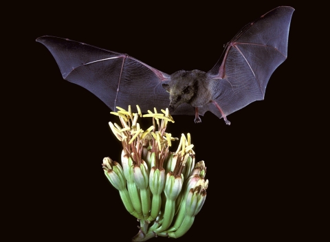 A gray-colored bat hovering over a plant with its nose in one of the plant's flowers