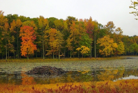 A lake bordered by trees with autumn-colored leaves. There is a large beaver dam in the lake.