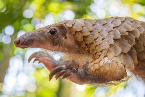 Pangolin San Diego Zoo