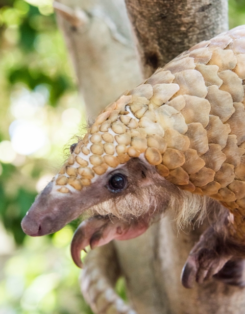 Pangolin at the San Diego Zoo