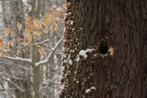 Wood Peck Hole in Tree