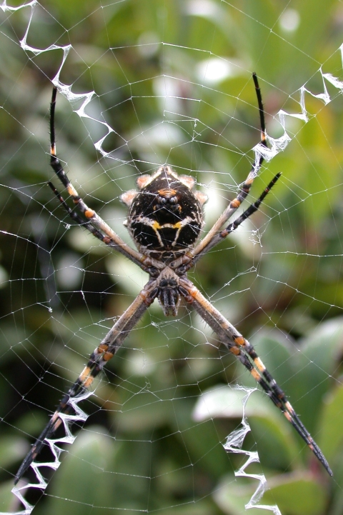 a large spider on its web that has a thick zig-zag pattern throughout