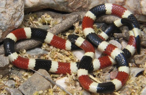 a snake with alternating band color pattern of black, cream, red, cream curled up on dead leaves and rocks