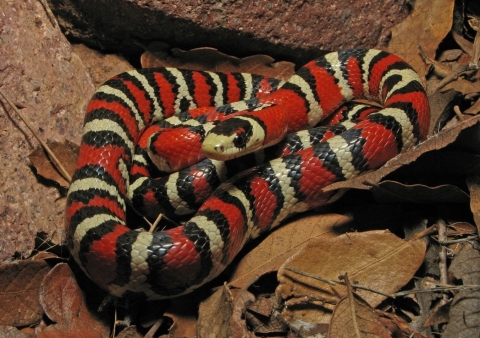 a snake with alternating band pattern of black, red, black, cream curled up on a pile of leaves 