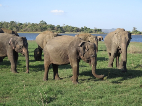 Herd of Asian elephants on field near river