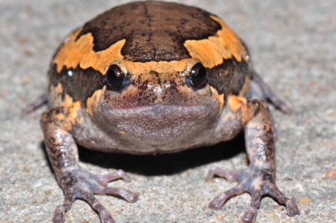Asian Painted Frog Kaloula