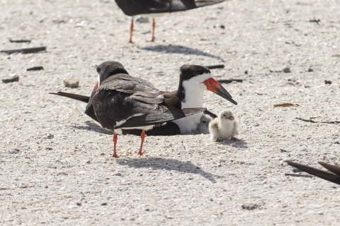 a pair of black and white birds with orange bills on a beach with two chicks
