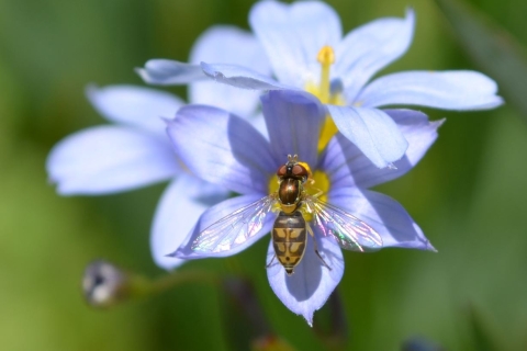 a yellow and black flying insect with two wings rests on a purple wildflower