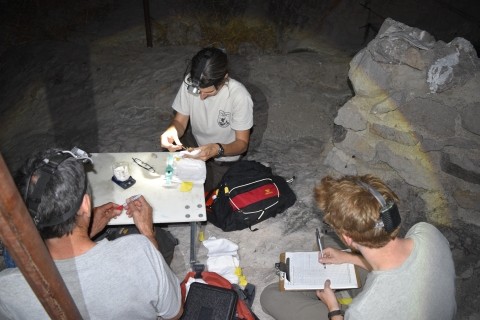 Biologists recording bats captured during a survey