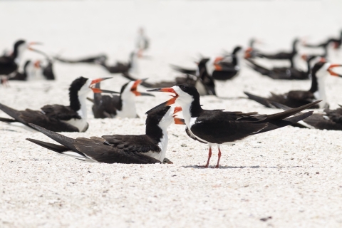 a pair of black and white birds with orange bills on a beach with one chick