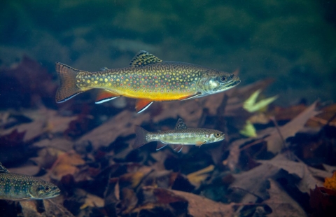 A sideview of a brook trout swimming.