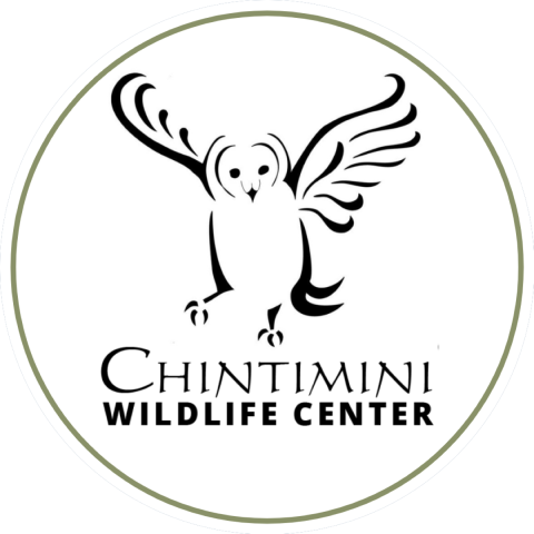 Chintimini Logo with a graphic of an owl and the text "Chintimini Wildlife Center"