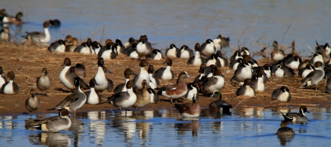 Flock of pintail on a spit of land next to the marsh.
