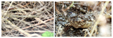 two photos: left, a rabbit hides in a thicket of dead grass and right, a lizard with horn like projections on skin blends in with background