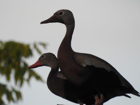 A black-bellied whistling duck pair standing together.