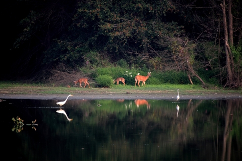 Three deer stand near the edge of water and two white birds stand in the water