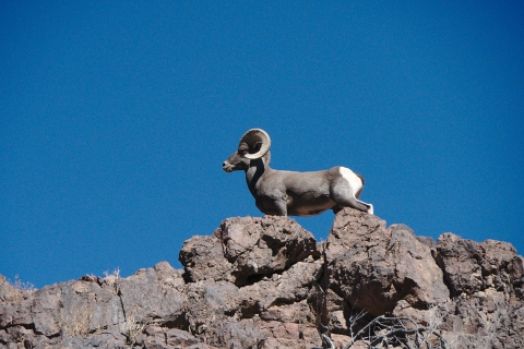 A male desert bighorn sheep stands majestically on a rocky outcropping.