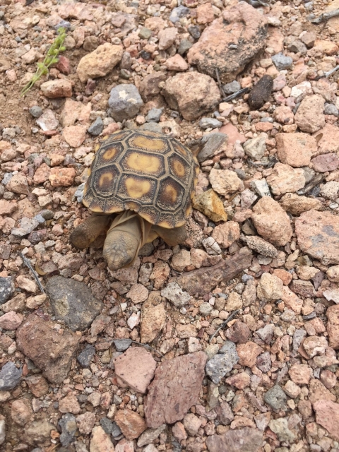 A young desert tortoise in a rocky area