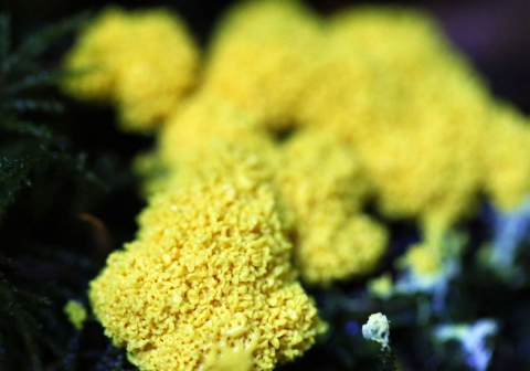 A closeup view of a cone-shaped pile of yellow Dog Vomit Slime Mold.