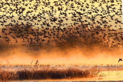 A big flock of ducks flies in the orange light of sunset.
