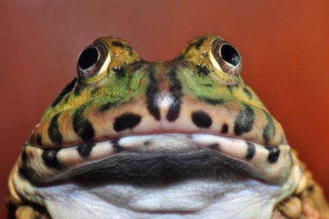 East Asian Bullfrog Hoplobatrach