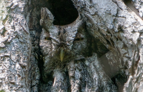 an owl sitting in a cavity of a tree with coloration similar to the tree bark
