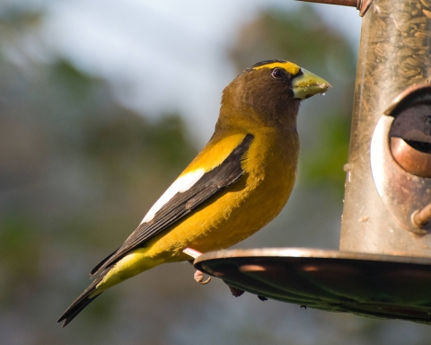 A yellow and gray evening grosbeak perches at a bird feeder filled with seeds.