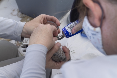 two people hold a brown shorebird while one applies glue to a plastic flag around the bird's leg