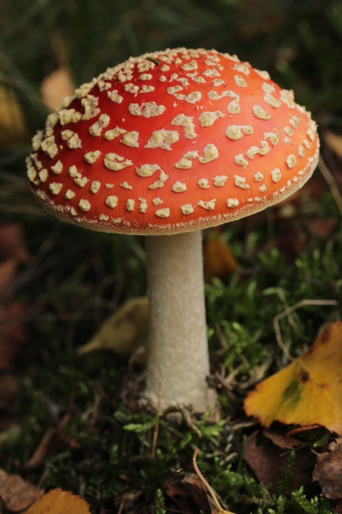 A closeup view of a red-capped mushroom with white spots all over the cap and a white stem.