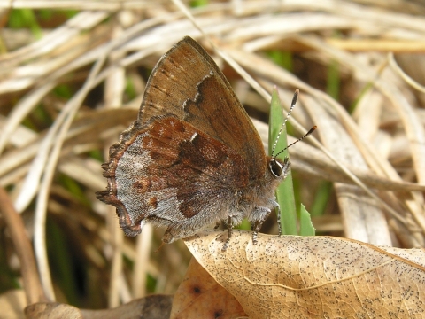small brown and gray butterfly sitting on a leaf