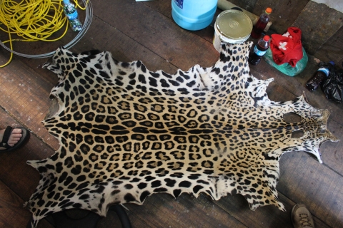 Leopard Fur Skin