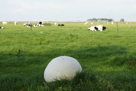 A large white ball-shaped fungus sits in a grassy field while cows graze in the background.