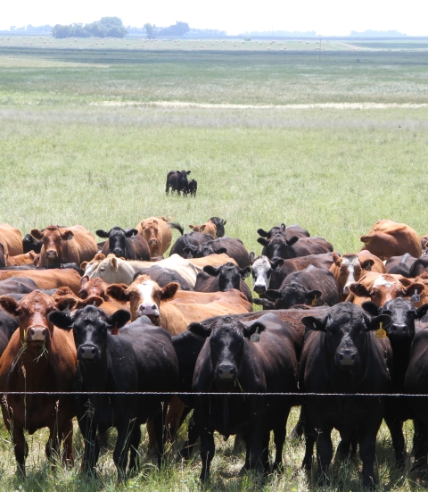 Cows Grazing