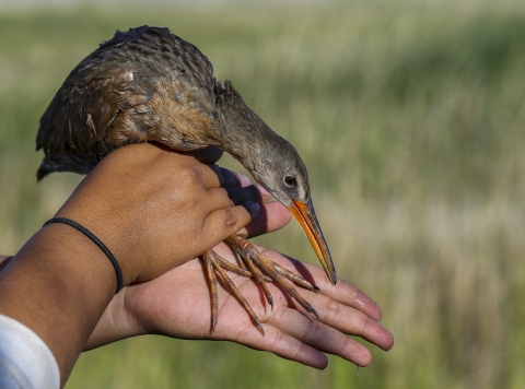 An endangered Yuma Ridgway’s rail in the hand of a field assistant