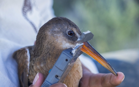 a person measuring a bird's beak
