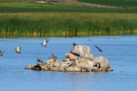 Ducks perched on rock pile in the middle of a wetland