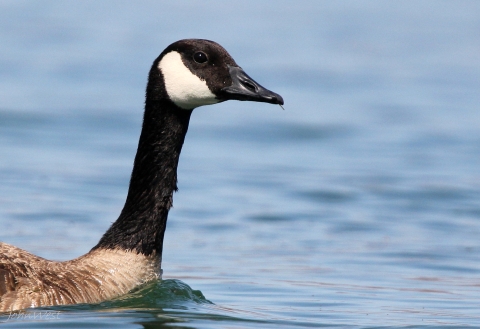 A swimming Canada goose