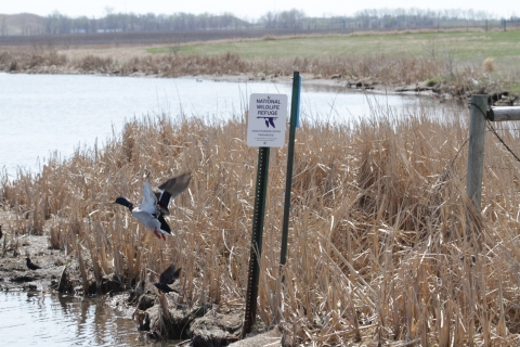 National Wildlife Refuge Sign with Duck Flying Away
