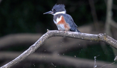 Belted kingfisher sitting on a branch