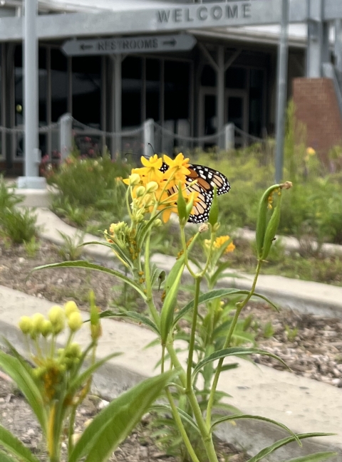 Monarch butterfly on yellow flowers in front of a building
