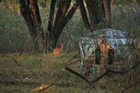 a deer stands next to a hunting blind in a forest. 