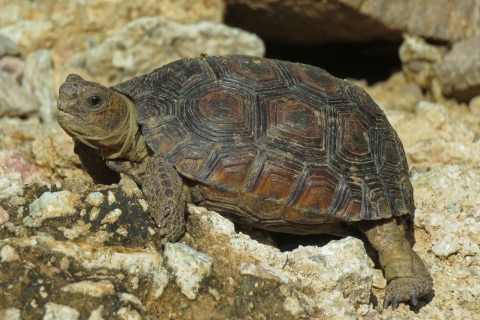 A juvenile Sonoran desert tortoise stands with its front legs on an elevated rock.