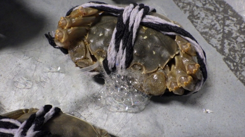 mitten crab wrapped up, secreting bubbles