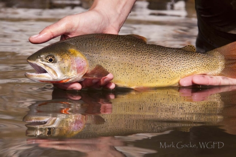 Hands gently holding a cutthroat trout right above the water with a reflection of the fish seen in the water.