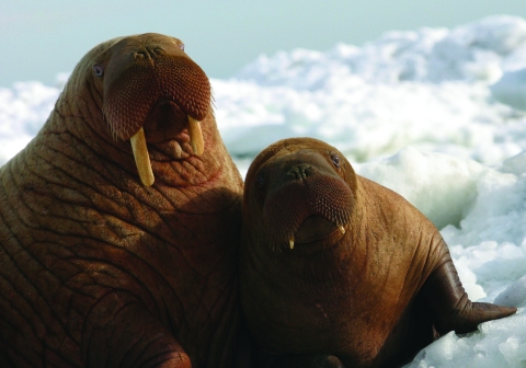 Pacific Walrus with pup
