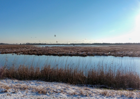 A winter scene where waterfowl fly over a managed wetland