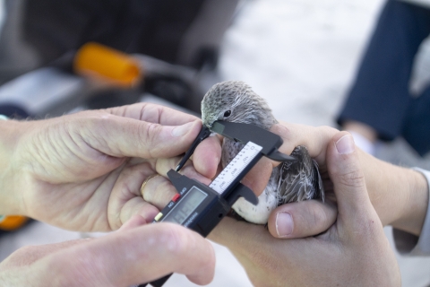 a brown shorebird is held with two hands while another person takes bill length measurements