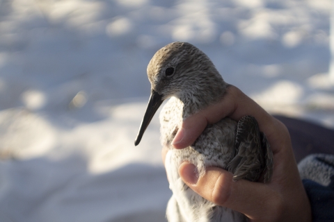a closeup of a red knot held in one hand