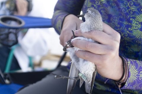 a brown shorebird held by a biologist receiving a metal band around leg